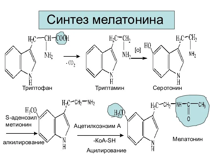 Синтез мелатонина Триптофан Триптамин Серотонин [o] S-аденозил метионин Ацетилкоэнзим А -КоА-SH алкилирование Ацилирование Мелатонин