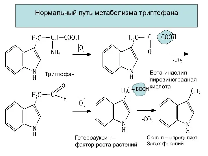 Нормальный путь метаболизма триптофана Триптофан Бета-индолил пировиноградная кислота Гетероауксин – фактор