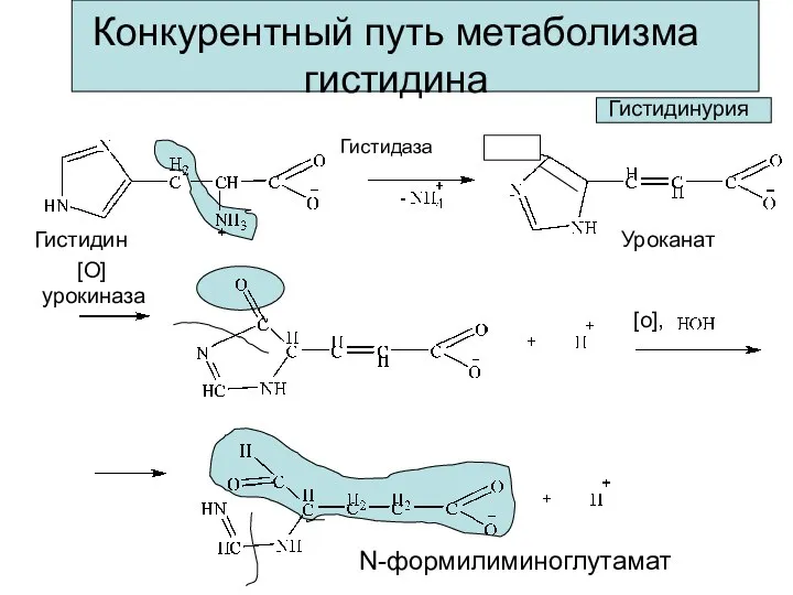 Конкурентный путь метаболизма гистидина Гистидин Гистидаза Уроканат [O] [o], урокиназа N-формилиминоглутамат Гистидинурия