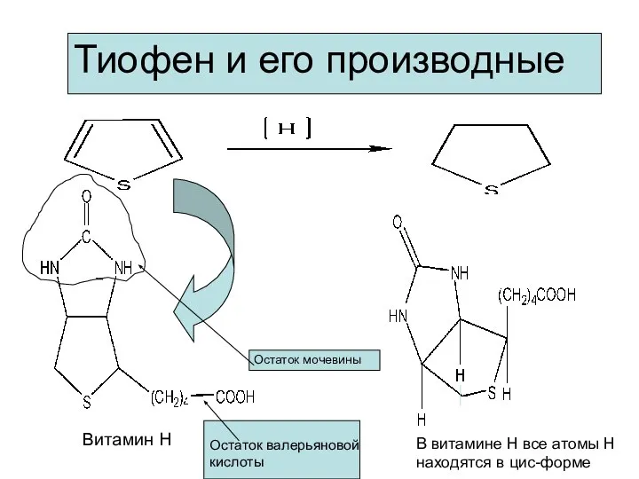 Тиофен и его производные Витамин Н Остаток мочевины Остаток валерьяновой кислоты