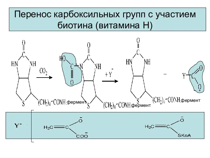 Перенос карбоксильных групп с участием биотина (витамина Н) фермент фермент фермент