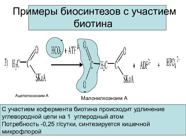 Примеры биосинтезов с участием биотина Ацетилкоэнзим А Малонилкоэнзим А С участием