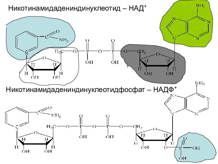 Никотинамидадениндинуклеотид – НАД+ Никотинамидадениндинуклеотидфосфат – НАДФ+