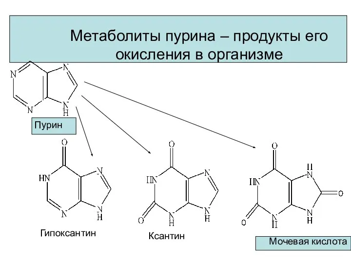 Метаболиты пурина – продукты его окисления в организме Пурин Ксантин Гипоксантин Мочевая кислота