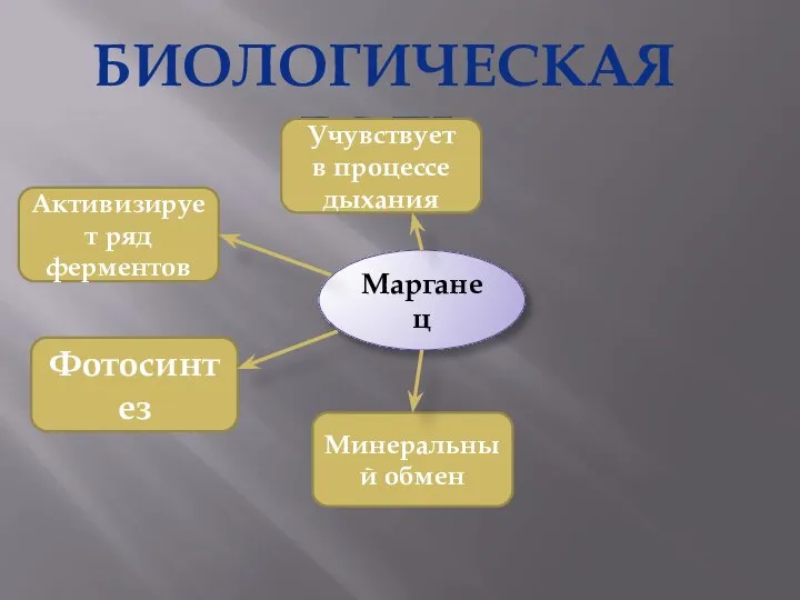 БИОЛОГИЧЕСКАЯ РОЛЬ Марганец Активизирует ряд ферментов Фотосинтез Минеральный обмен Учувствует в процессе дыхания