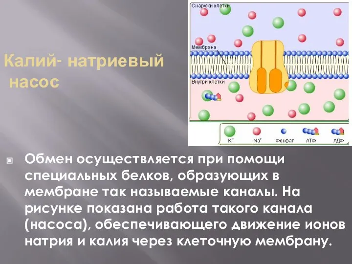 Калий- натриевый насос Обмен осуществляется при помощи специальных белков, образующих в