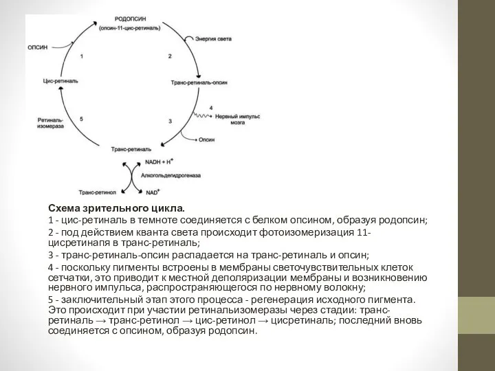 Схема зрительного цикла. 1 - цис-ретиналь в темноте соединяется с белком