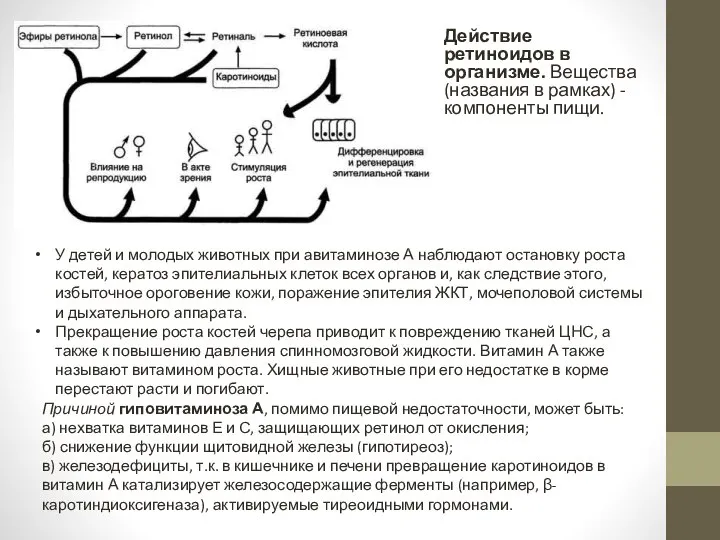 Действие ретиноидов в организме. Вещества (названия в рамках) - компоненты пищи.