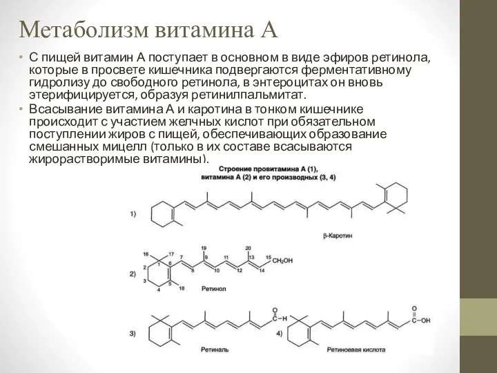 Метаболизм витамина А С пищей витамин А поступает в основном в