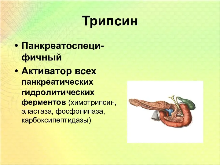 Трипсин Панкреатоспеци-фичный Активатор всех панкреатических гидролитических ферментов (химотрипсин, эластаза, фосфолипаза, карбоксипептидазы)