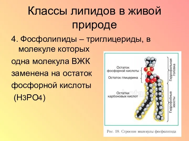 Классы липидов в живой природе 4. Фосфолипиды – триглицериды, в молекуле