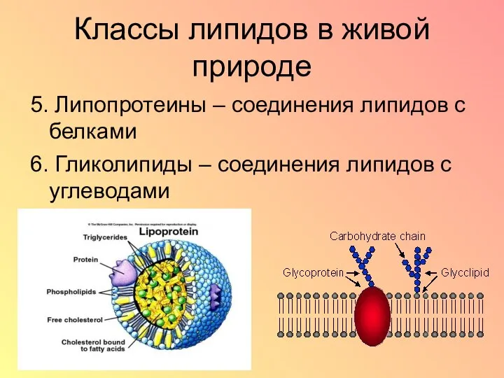 Классы липидов в живой природе 5. Липопротеины – соединения липидов с