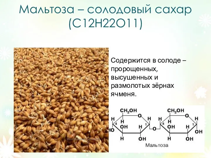 Мальтоза – солодовый сахар (C12Н22О11) Содержится в солоде – пророщенных, высушенных и размолотых зёрнах ячменя.