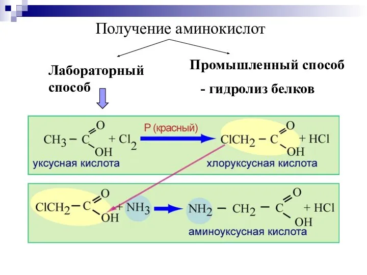 Получение аминокислот Лабораторный способ Промышленный способ - гидролиз белков