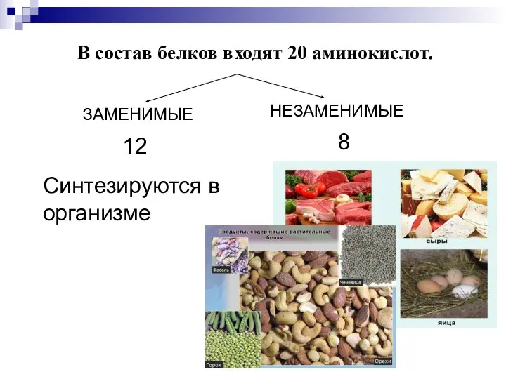 В состав белков входят 20 аминокислот. ЗАМЕНИМЫЕ НЕЗАМЕНИМЫЕ 12 8 Синтезируются в организме