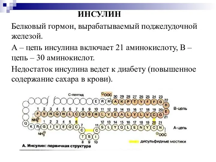 ИНСУЛИН Белковый гормон, вырабатываемый поджелудочной железой. А – цепь инсулина включает