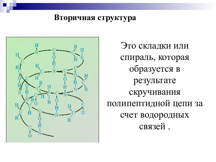 Вторичная структура Это складки или спираль, которая образуется в результате скручивания