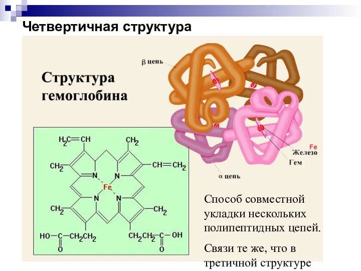 Четвертичная структура Способ совместной укладки нескольких полипептидных цепей. Связи те же, что в третичной структуре