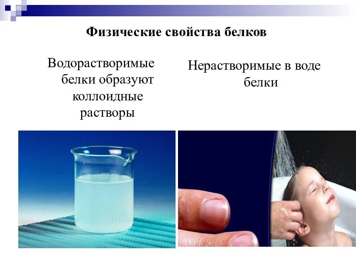 Физические свойства белков Водорастворимые белки образуют коллоидные растворы Нерастворимые в воде белки