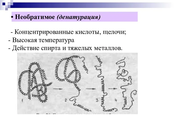 Необратимое (денатурация) - Концентрированные кислоты, щелочи; Высокая температура Действие спирта и тяжелых металлов.