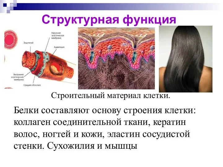 Структурная функция Белки составляют основу строения клетки: коллаген соединительной ткани, кератин