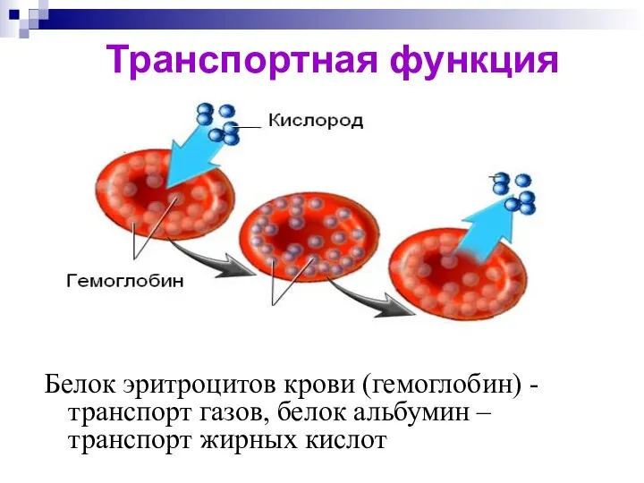 Транспортная функция Белок эритроцитов крови (гемоглобин) - транспорт газов, белок альбумин