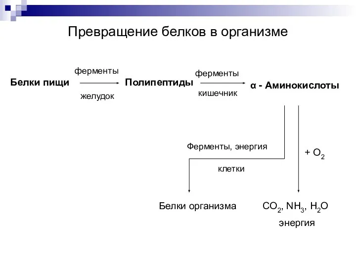 Превращение белков в организме Белки пищи Полипептиды ферменты желудок α -