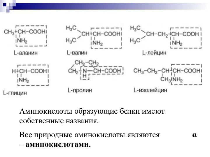 Аминокислоты образующие белки имеют собственные названия. Все природные аминокислоты являются α – аминокислотами.