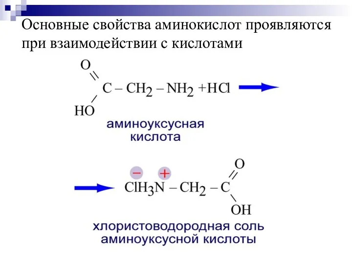 Основные свойства аминокислот проявляются при взаимодействии с кислотами