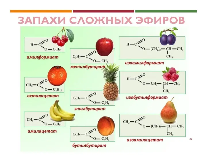 ЗАПАХИ СЛОЖНЫХ ЭФИРОВ