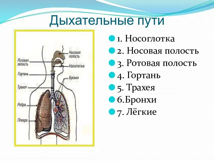 Дыхательные пути 1. Носоглотка 2. Носовая полость 3. Ротовая полость 4.