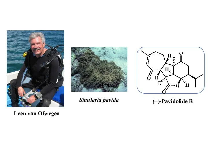 Leen van Ofwegen Sinularia pavida (−)-Pavidolide B