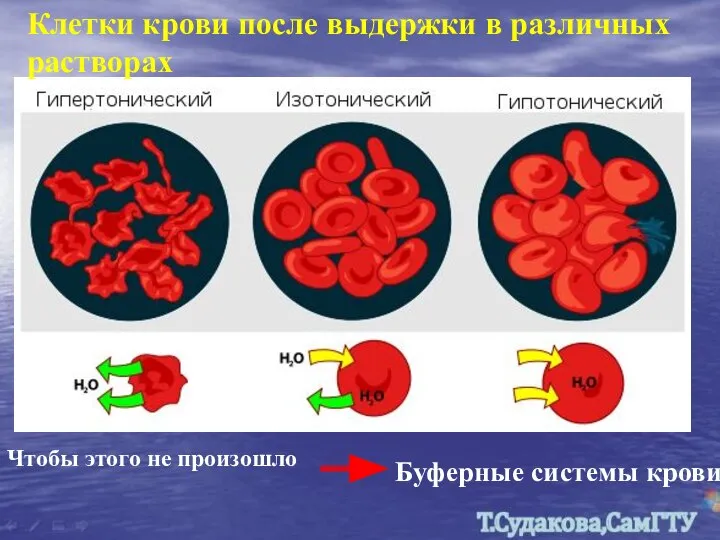 Клетки крови после выдержки в различных растворах Чтобы этого не произошло Буферные системы крови