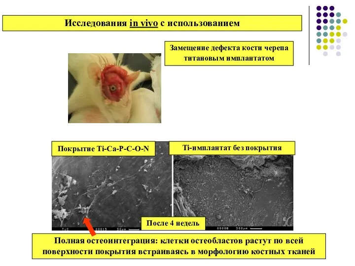 Замещение дефекта кости черепа титановым имплантатом Исследования in vivo с использованием