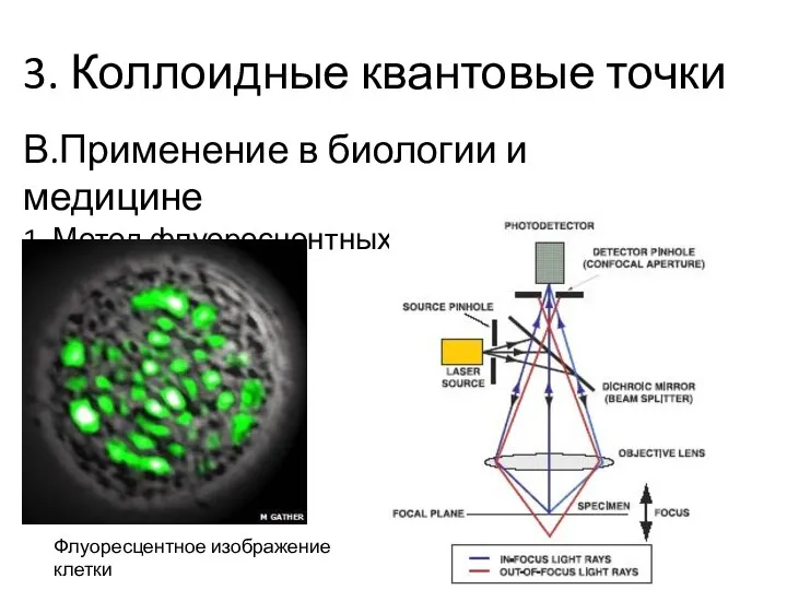 3. Коллоидные квантовые точки В.Применение в биологии и медицине 1. Метод флуоресцентных маркеров Флуоресцентное изображение клетки