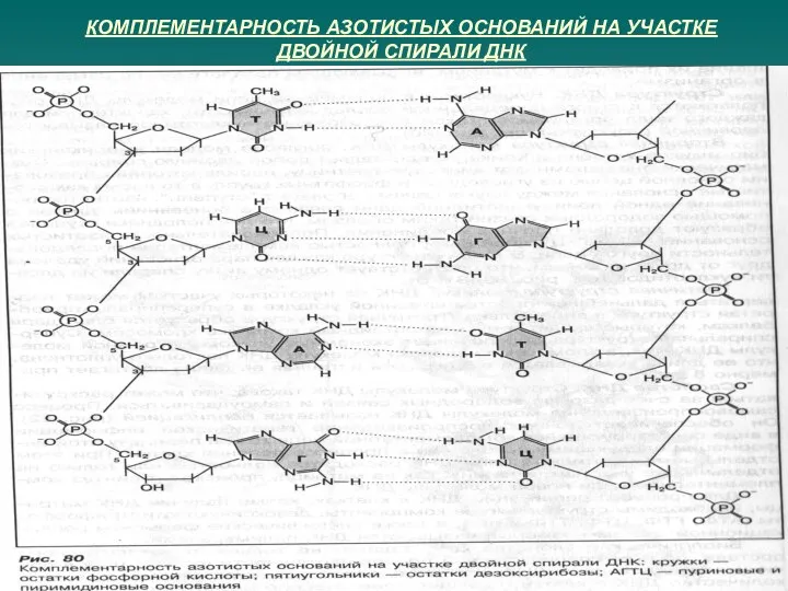 КОМПЛЕМЕНТАРНОСТЬ АЗОТИСТЫХ ОСНОВАНИЙ НА УЧАСТКЕ ДВОЙНОЙ СПИРАЛИ ДНК