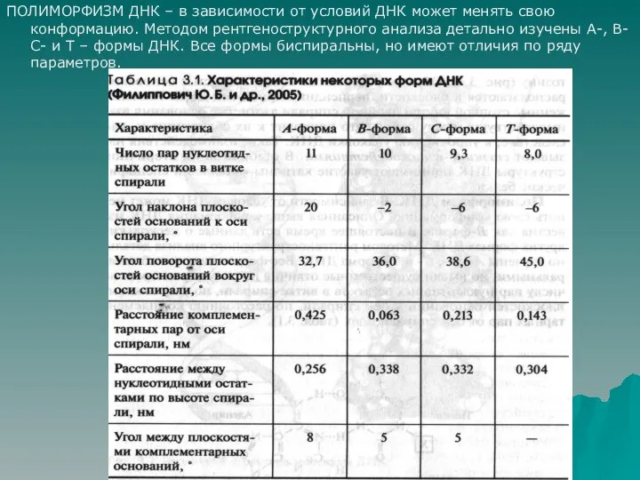 ПОЛИМОРФИЗМ ДНК – в зависимости от условий ДНК может менять свою