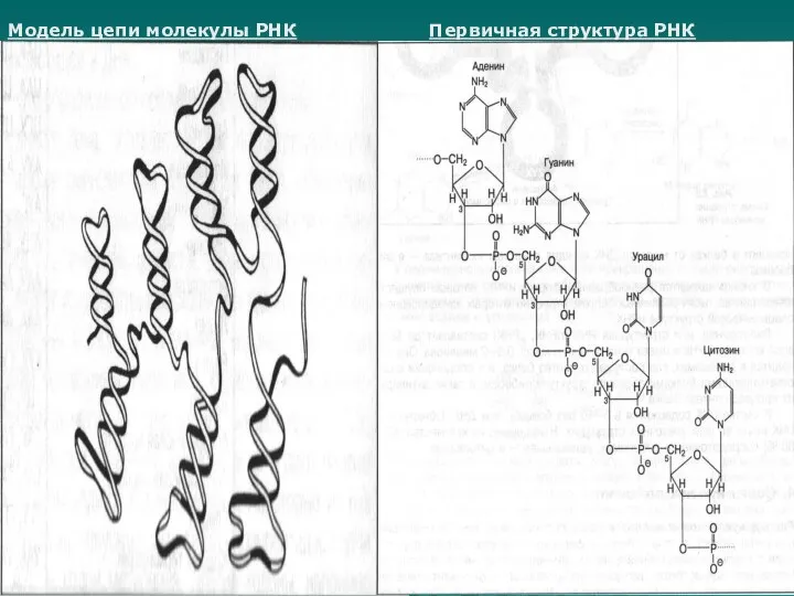 Модель цепи молекулы РНК Первичная структура РНК