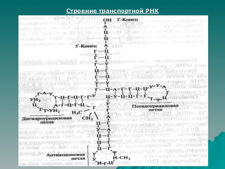 Строение транспортной РНК