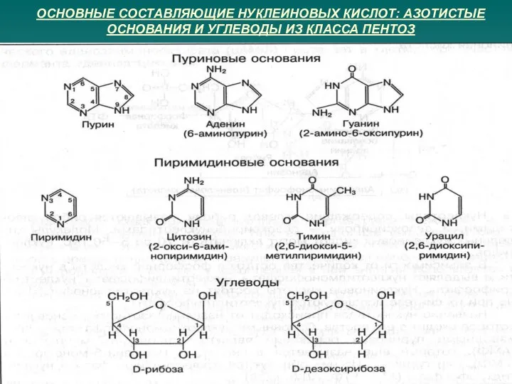 ОСНОВНЫЕ СОСТАВЛЯЮЩИЕ НУКЛЕИНОВЫХ КИСЛОТ: АЗОТИСТЫЕ ОСНОВАНИЯ И УГЛЕВОДЫ ИЗ КЛАССА ПЕНТОЗ