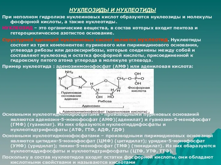 НУКЛЕОЗИДЫ И НУКЛЕОТИДЫ При неполном гидролизе нуклеиновых кислот образуются нуклеозиды и