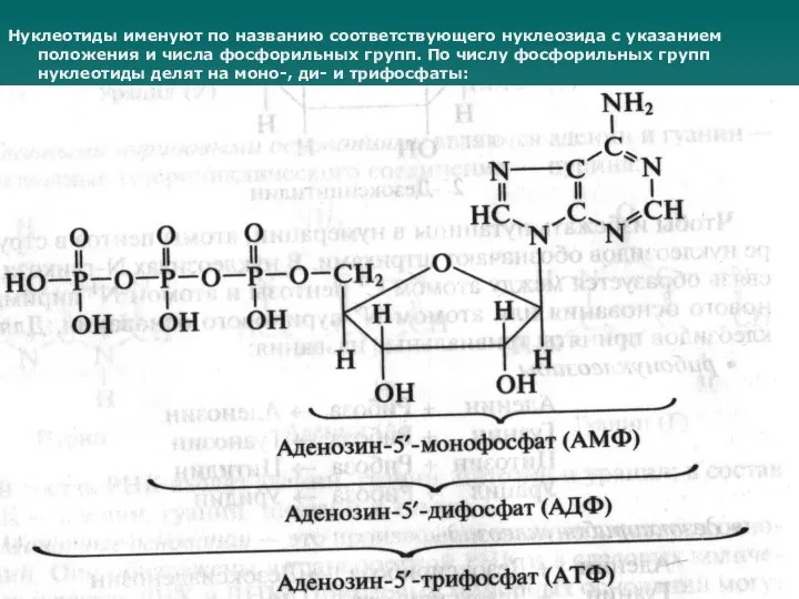 Нуклеотиды именуют по названию соответствующего нуклеозида с указанием положения и числа