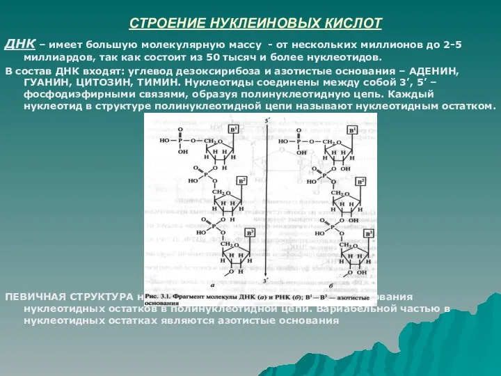 СТРОЕНИЕ НУКЛЕИНОВЫХ КИСЛОТ ДНК – имеет большую молекулярную массу - от