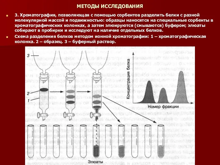 МЕТОДЫ ИССЛЕДОВАНИЯ 3. Хроматография, позволяющая с помощью сорбентов разделить белки с