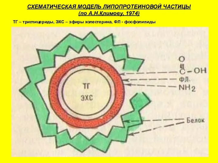 СХЕМАТИЧЕСКАЯ МОДЕЛЬ ЛИПОПРОТЕИНОВОЙ ЧАСТИЦЫ (по А.Н.Климову, 1974) ТГ – триглицериды, ЭХС