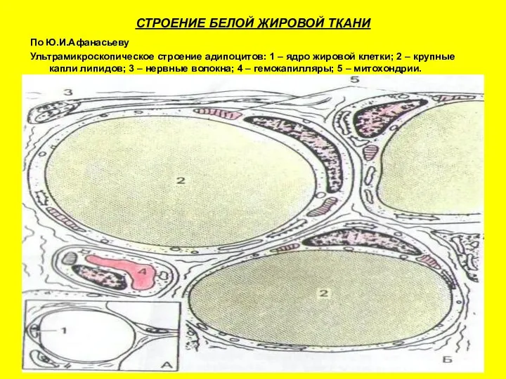 СТРОЕНИЕ БЕЛОЙ ЖИРОВОЙ ТКАНИ По Ю.И.Афанасьеву Ультрамикроскопическое строение адипоцитов: 1 –