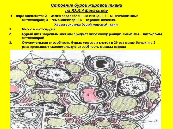 Строение бурой жировой ткани по Ю.И.Афанасьеву 1 – ядро адипоцита; 2