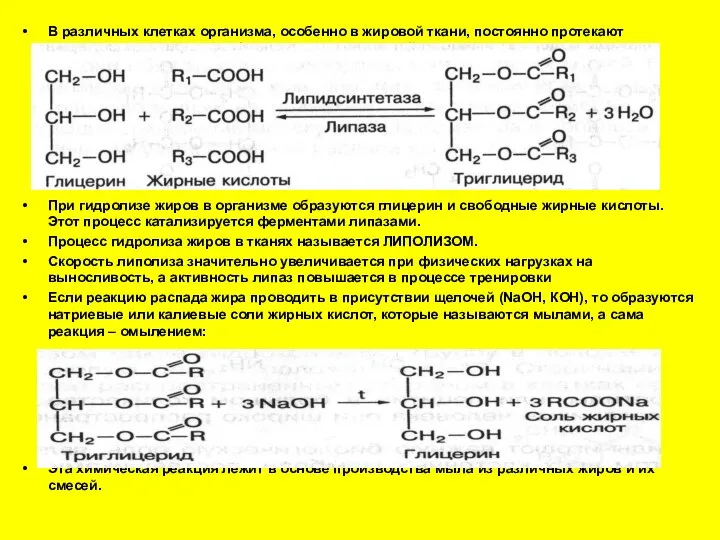 В различных клетках организма, особенно в жировой ткани, постоянно протекают ферментативные
