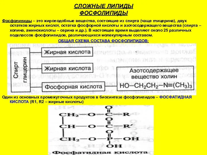 СЛОЖНЫЕ ЛИПИДЫ ФОСФОЛИПИДЫ Фосфолипиды – это жироподобные вещества, состоящие из спирта