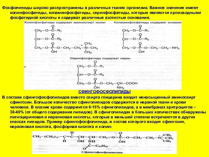 Фосфолипиды широко распространены в различных тканях организма. Важное значение имеют холинфосфатиды,